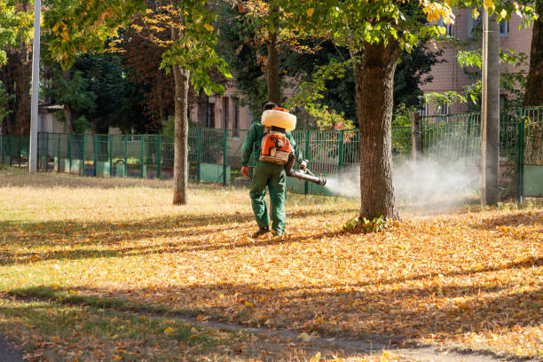 Flea Control Services in Chadwicks, NY
