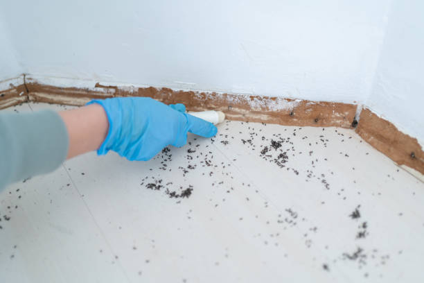 Best Wasp Removal Services  in Chadwicks, NY